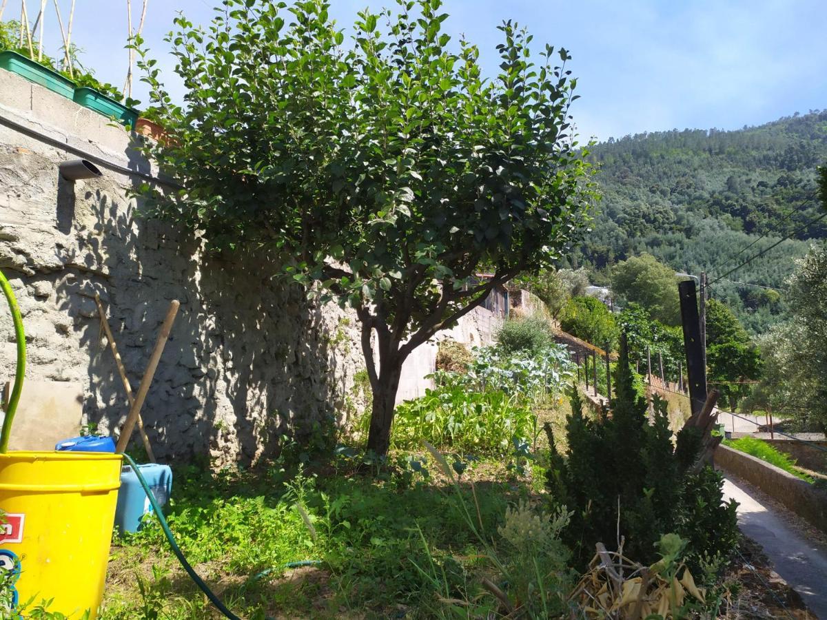 Ferienwohnung Casa Da Rota Dos Moinhos Lousã Exterior foto